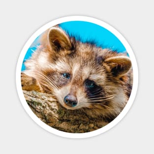 Sleepy Raccoon In A Tree. Nature Photography Magnet